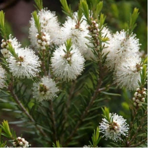 Australian Nerolina