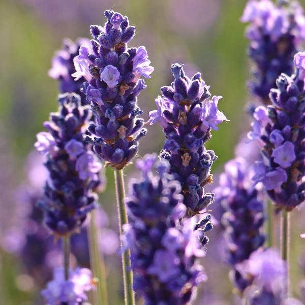 Australian Lavender