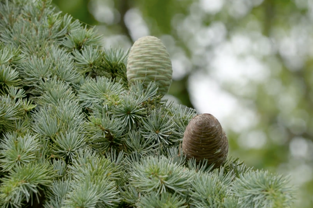 シダーウッドオイルの利点と用途