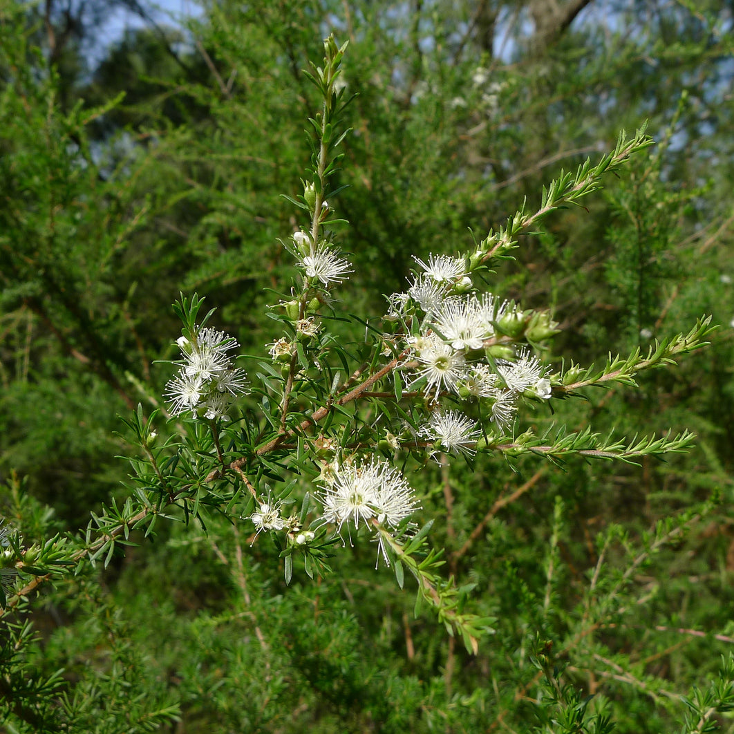 タスマニア クンゼア オイル - WINニュースで紹介