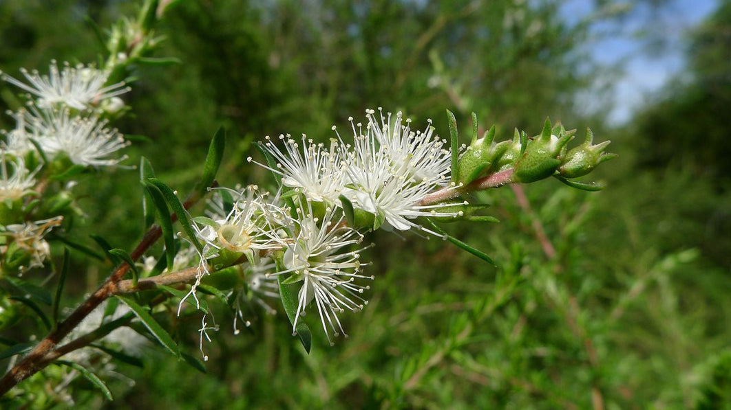 Kunzea ambigua in flower, small white blossom clusters on a Tasmanian shrub at the start of flowering season
