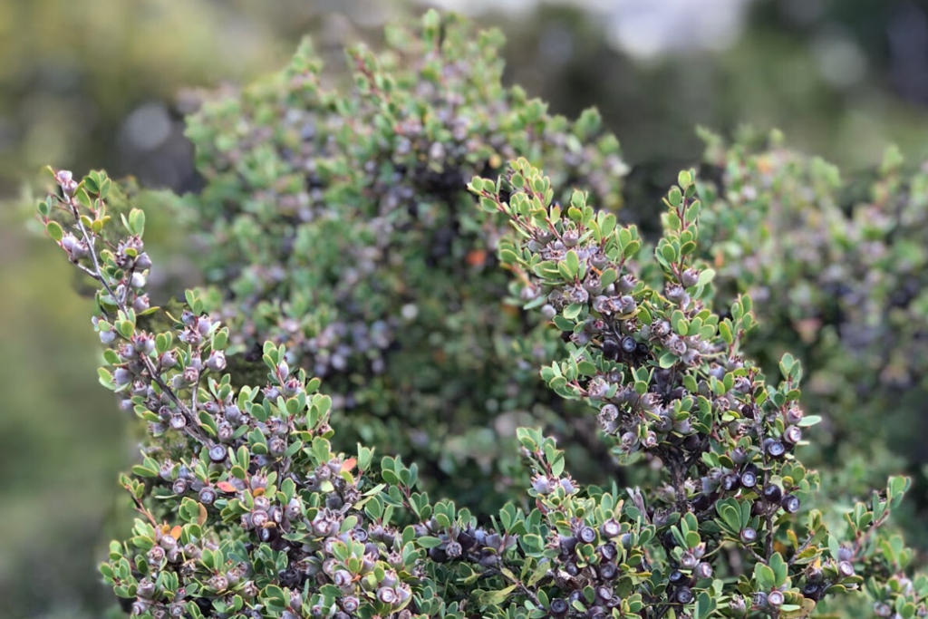 沿岸ティーツリーオイルの利点と用途