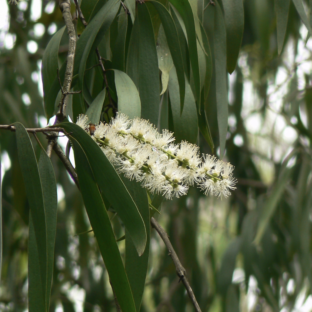 カユプテオイルの利点と用途