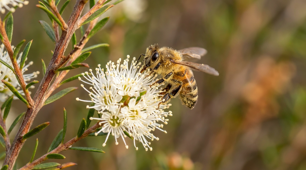 Honey bee foraging on white Kunzea ambigua blossom in Tasmania, dusted with pollen