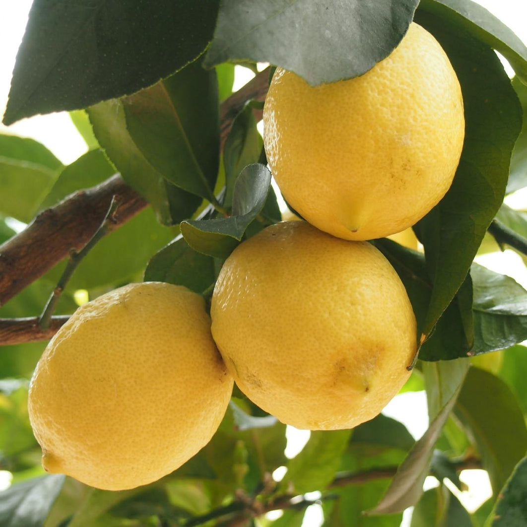 Lemon fruit growing on tree, Citrus limon