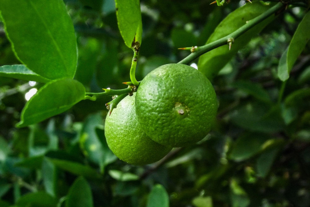 Lime fruit growing on tree, Citrus aurantifolia