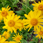 Arnica Extract