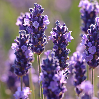 Australian Lavender