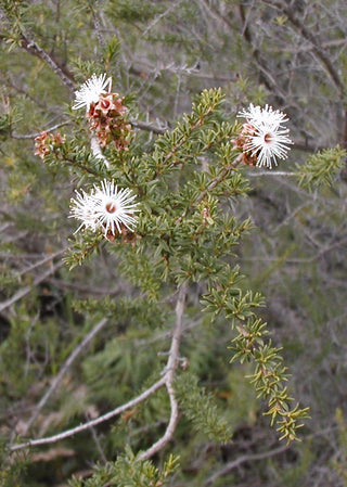 Kunzea Honey (Apis mellifera × Kunzea ambigua) — ingredient used in Zea natural wellness products