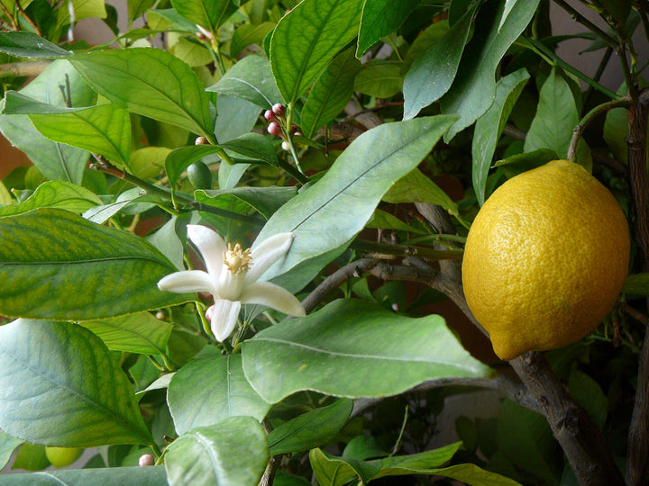Lemon (Citrus limon) — ingredient used in Zea natural wellness products