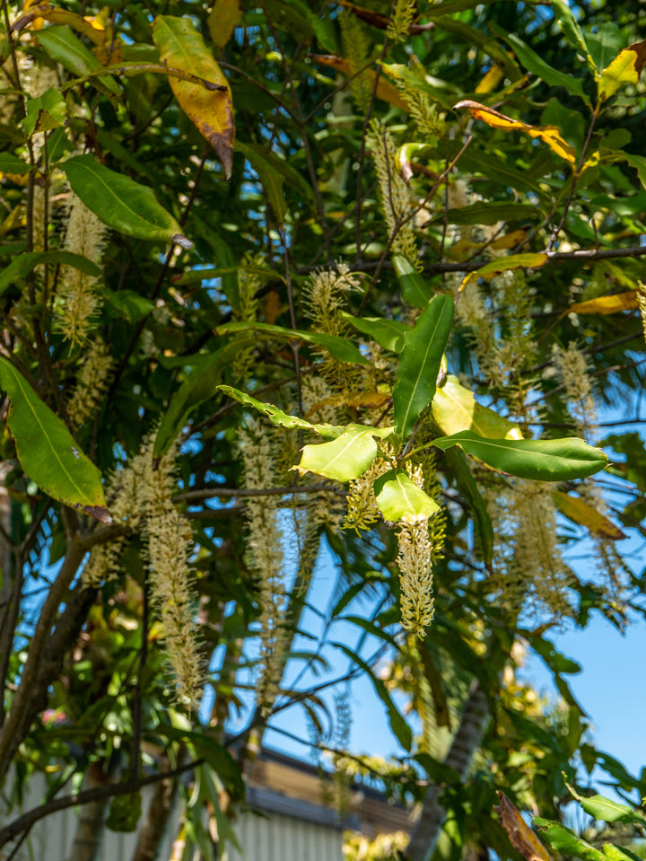 Macadamia Oil (Macadamia integrifolia) — ingredient used in Zea natural wellness products
