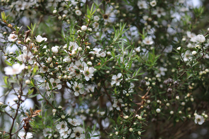 Manuka (Leptospermum scoparium) — ingredient used in Zea natural wellness products