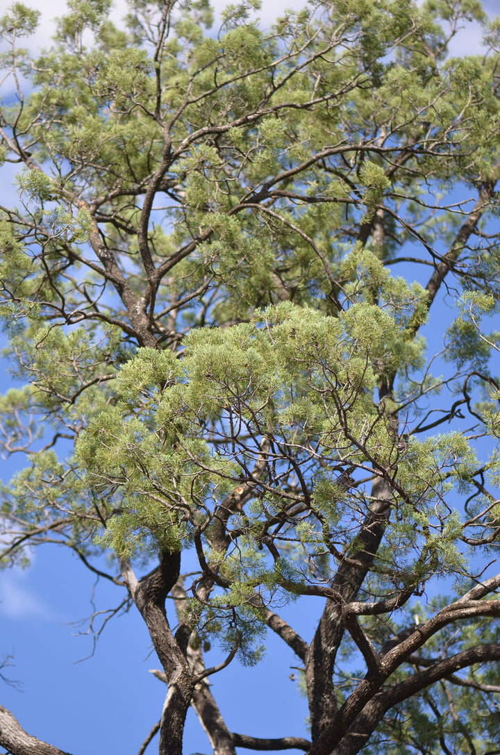 White Cypress Leaf (Callitris glaucophylla) — ingredient used in Zea natural wellness products