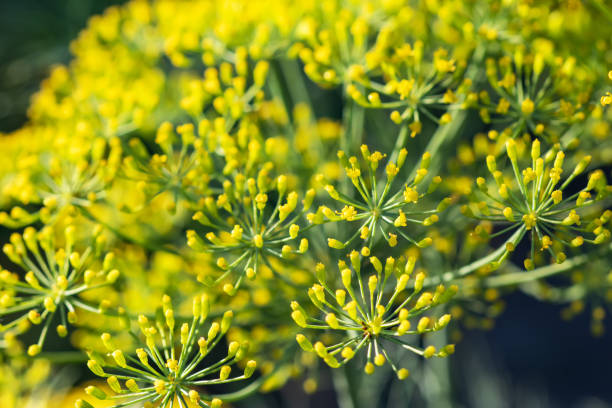 Tasmanian Sweet Fennel