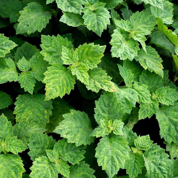 Patchouli