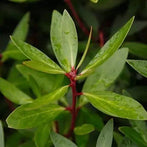 Mountain Pepperleaf (Tasmannia lanceolata (leaf))