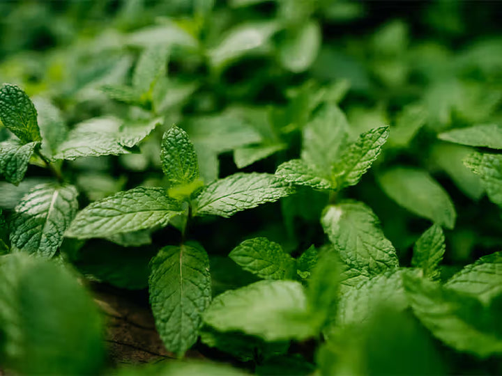 Australian Spearmint