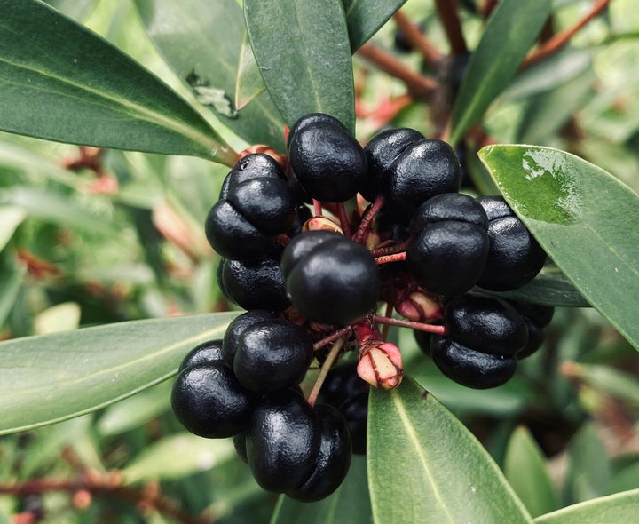 Tasmanian Pepperberry