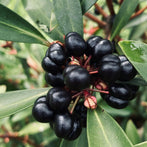 Tasmanian Pepperberry (Tasmannia lanceolata (fruit))
